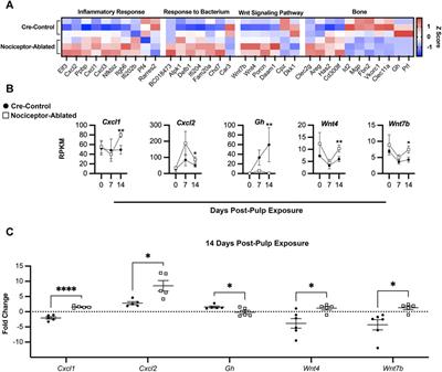 Sex-specific nociceptor modulation of the apical periodontitis transcriptome